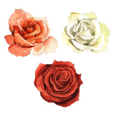 Kır çiçeği gül çiçek izole bir suluboya tarzında.