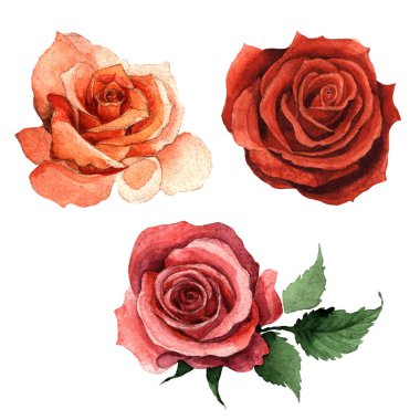 Kır çiçeği gül çiçek izole bir suluboya tarzında.