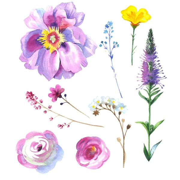 Wildflower αυξήθηκε λουλούδι σε στυλ υδροχρώματος απομονωμένες — Φωτογραφία Αρχείου