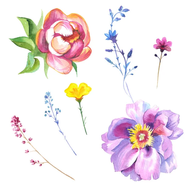 Wildflower rose flower in a watercolor style isolated — Stock Photo, Image
