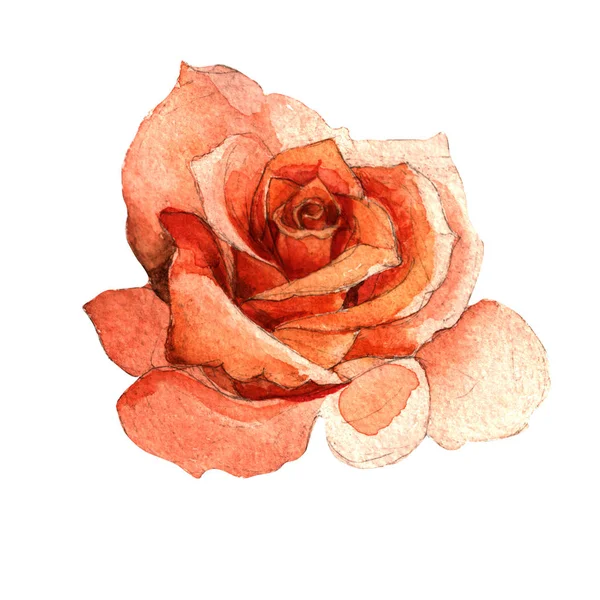 Fleurs sauvages rose fleur dans un style aquarelle isolé . — Photo