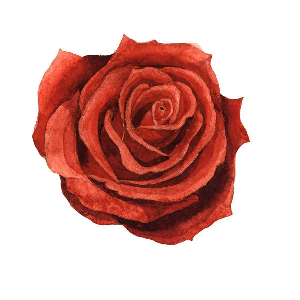 Wildflower rose blomst i en akvarel stil isoleret . - Stock-foto