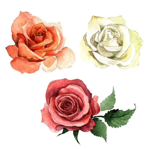 Kır çiçeği gül çiçek izole bir suluboya tarzında.