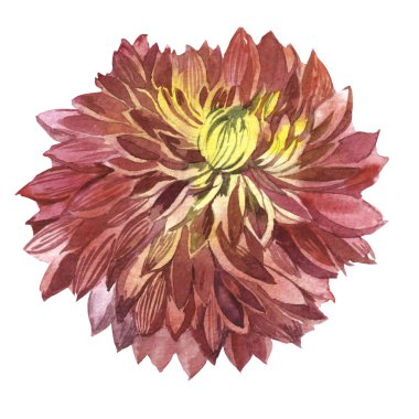 Kır çiçeği aster çiçek izole bir suluboya tarzında.