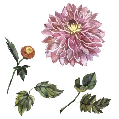 Kır çiçeği aster çiçek izole bir suluboya tarzında.