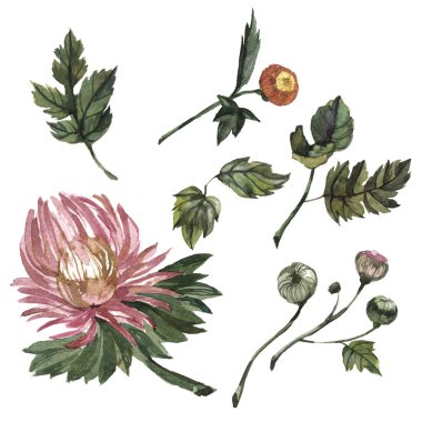 Kır çiçeği aster çiçek izole bir suluboya tarzında.