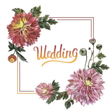 Kır çiçeği aster çiçek çerçeve izole bir suluboya tarzında.