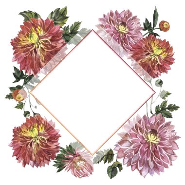 Kır çiçeği aster çiçek çerçeve izole bir suluboya tarzında.