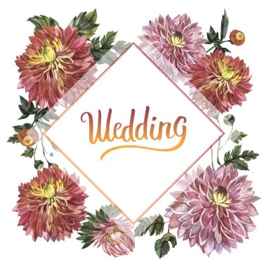 Kır çiçeği aster çiçek çerçeve izole bir suluboya tarzında.