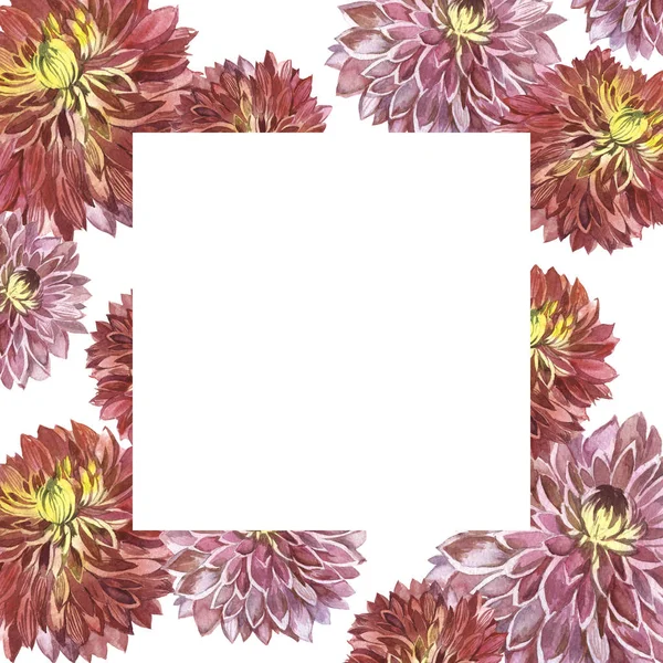 Wildflower aster kwiat rama w stylu przypominającym akwarele na białym tle. — Zdjęcie stockowe