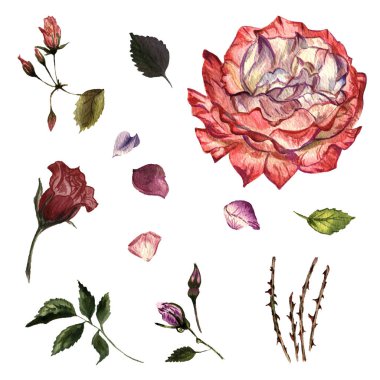 Kır çiçeği gül çiçek izole bir suluboya tarzında.