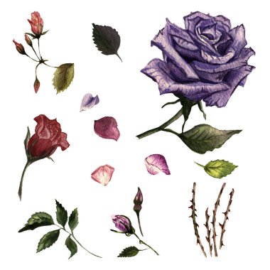 Kır çiçeği gül çiçek izole bir suluboya tarzında.