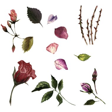 Kır çiçeği gül çiçek izole bir suluboya tarzında.