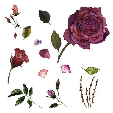 Kır çiçeği gül çiçek izole bir suluboya tarzında.