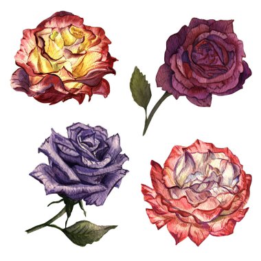 Kır çiçeği gül çiçek izole bir suluboya tarzında.