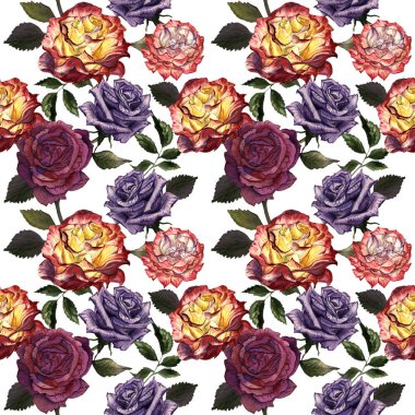 Kır çiçeği gül çiçek deseni izole bir suluboya tarzında.