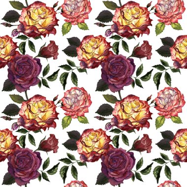 Kır çiçeği gül çiçek deseni izole bir suluboya tarzında.