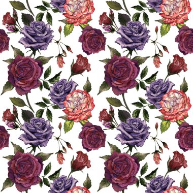 Kır çiçeği gül çiçek deseni izole bir suluboya tarzında.