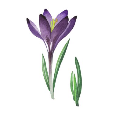 Kır çiçeği çiğdemler çiçek izole bir suluboya tarzında.