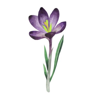 Kır çiçeği çiğdemler çiçek izole bir suluboya tarzında.