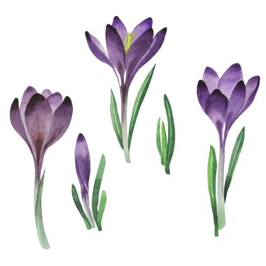 Kır çiçeği çiğdemler çiçek izole bir suluboya tarzında.