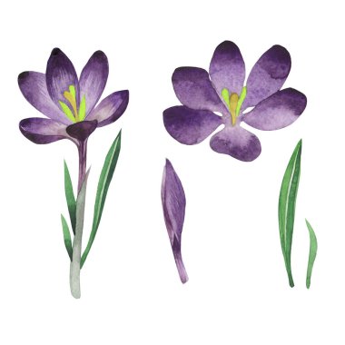 Kır çiçeği çiğdemler çiçek izole bir suluboya tarzında.