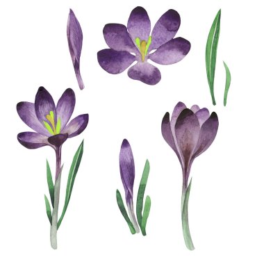 Kır çiçeği çiğdemler çiçek izole bir suluboya tarzında.