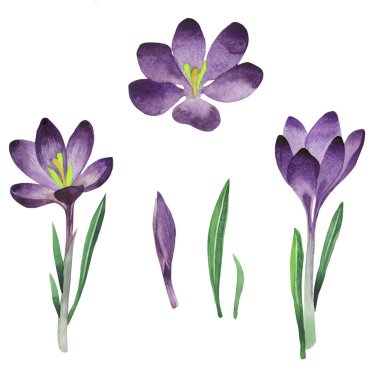 Kır çiçeği çiğdemler çiçek izole bir suluboya tarzında.