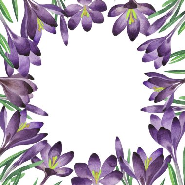 Kır çiçeği çiğdemler çiçek çerçeve izole bir suluboya tarzında.