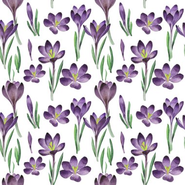 Kır çiçeği çiğdemler çiçek deseni izole bir suluboya tarzında.