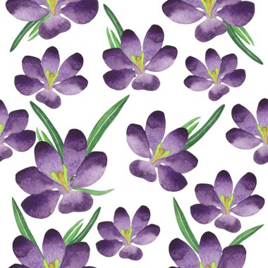 Kır çiçeği çiğdemler çiçek deseni izole bir suluboya tarzında.