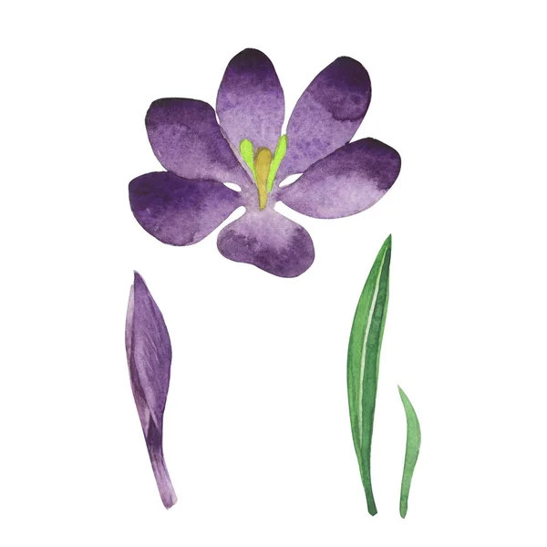 Crocus fleurs sauvages fleur dans un style aquarelle isolé . — Photo