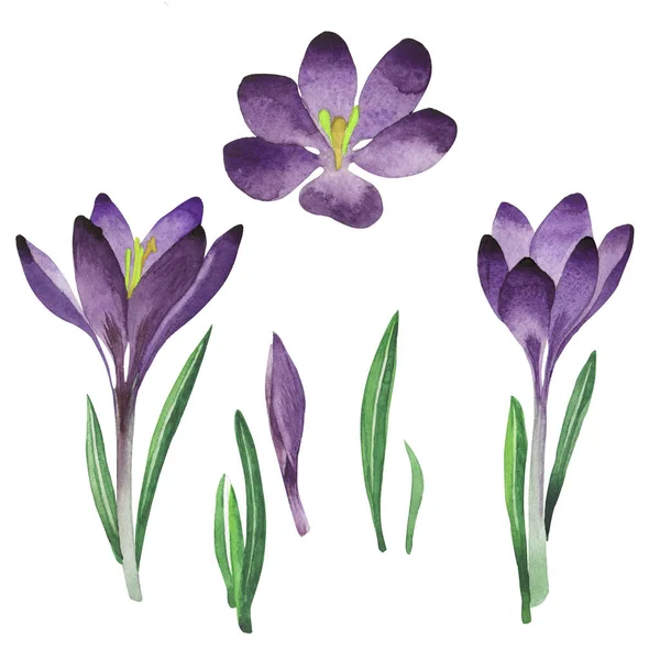 Kır çiçeği çiğdemler çiçek izole bir suluboya tarzında.