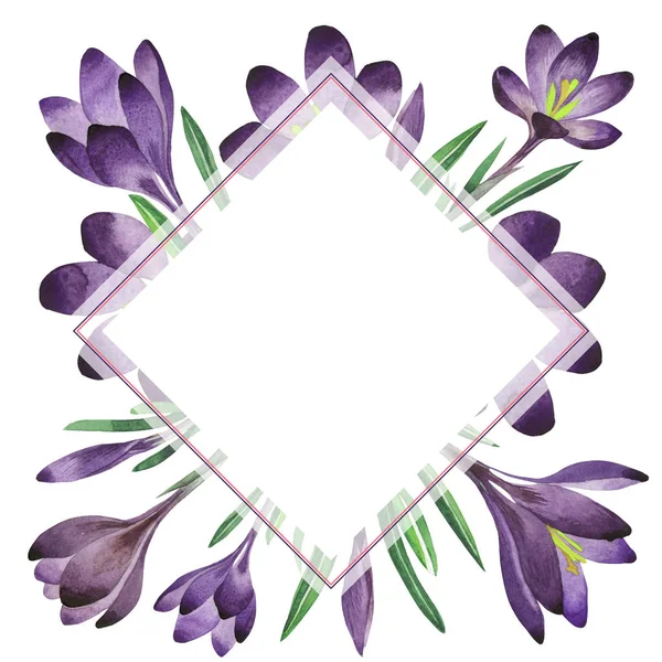 Crocus fleurs sauvages cadre fleur dans un style aquarelle isolé . — Photo