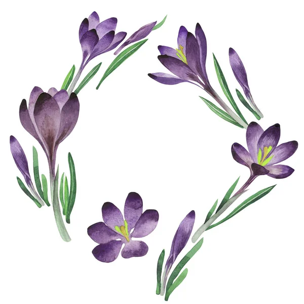 Kır çiçeği çiğdemler çiçek çerçeve izole bir suluboya tarzında.