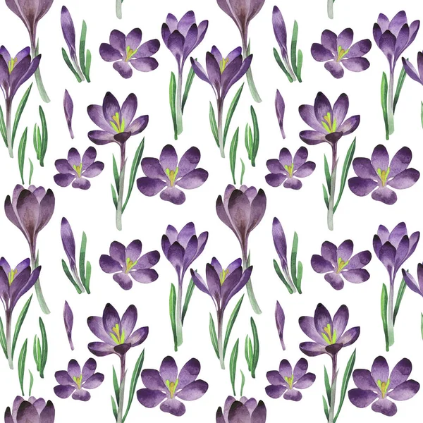 Kır çiçeği çiğdemler çiçek deseni izole bir suluboya tarzında.