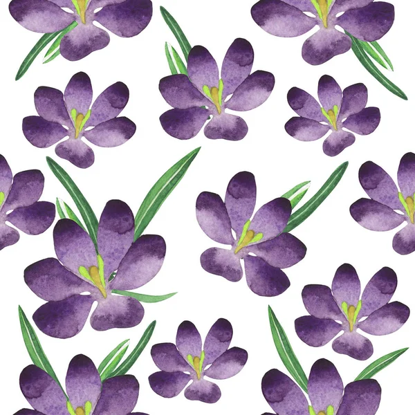 Kır çiçeği çiğdemler çiçek deseni izole bir suluboya tarzında.