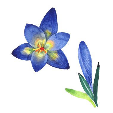 Kır çiçeği çiğdemler çiçek izole bir suluboya tarzında.