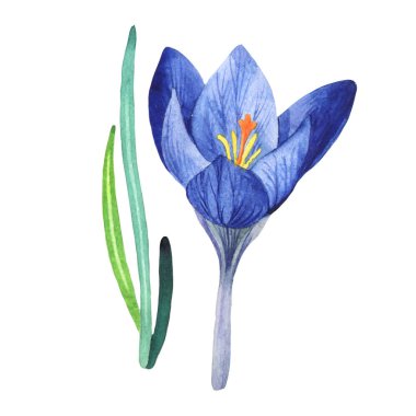 Kır çiçeği çiğdemler çiçek izole bir suluboya tarzında.