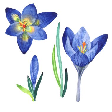 Kır çiçeği çiğdemler çiçek izole bir suluboya tarzında.