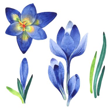 Kır çiçeği çiğdemler çiçek izole bir suluboya tarzında.