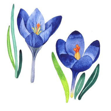 Kır çiçeği çiğdemler çiçek izole bir suluboya tarzında.