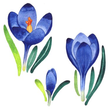 Kır çiçeği çiğdemler çiçek izole bir suluboya tarzında.