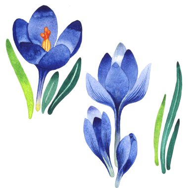 Kır çiçeği çiğdemler çiçek izole bir suluboya tarzında.