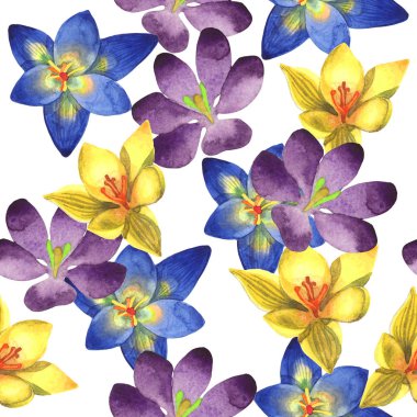 Kır çiçeği çiğdemler çiçek deseni izole bir suluboya tarzında.