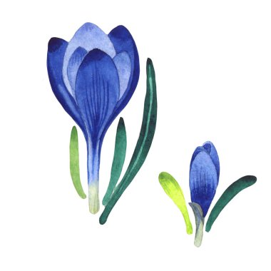 Kır çiçeği çiğdemler çiçek izole bir suluboya tarzında.