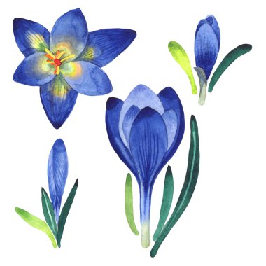 Kır çiçeği çiğdemler çiçek izole bir suluboya tarzında.