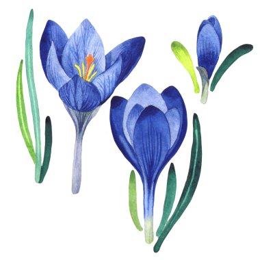 Kır çiçeği çiğdemler çiçek izole bir suluboya tarzında.