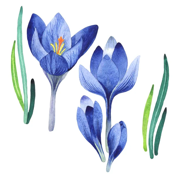 Kır çiçeği çiğdemler çiçek izole bir suluboya tarzında.