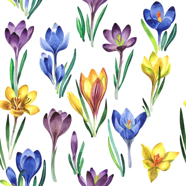 Kır çiçeği çiğdemler çiçek deseni izole bir suluboya tarzında.